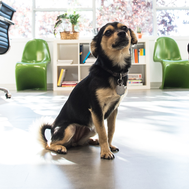 Whippet - Mascotte de l'Agence secrète