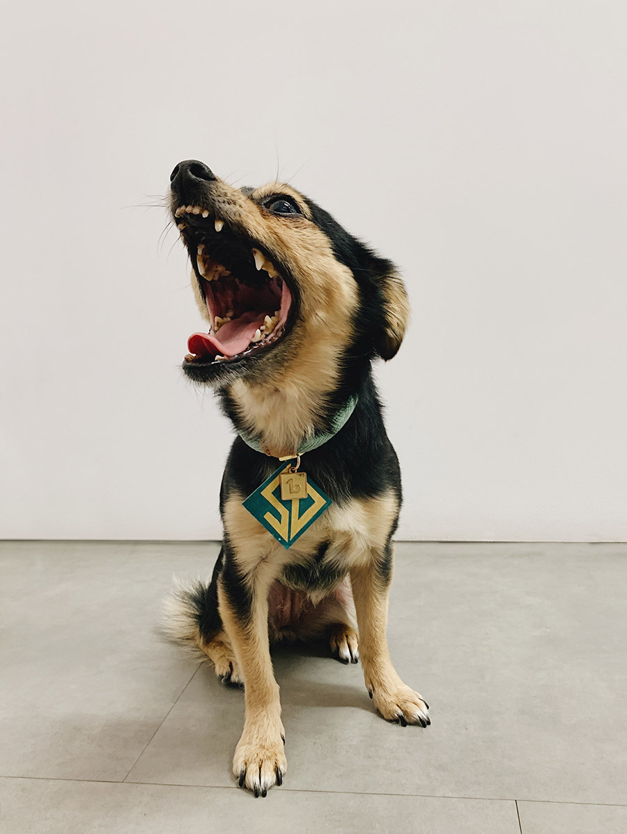 Paquet d'os - Mascotte