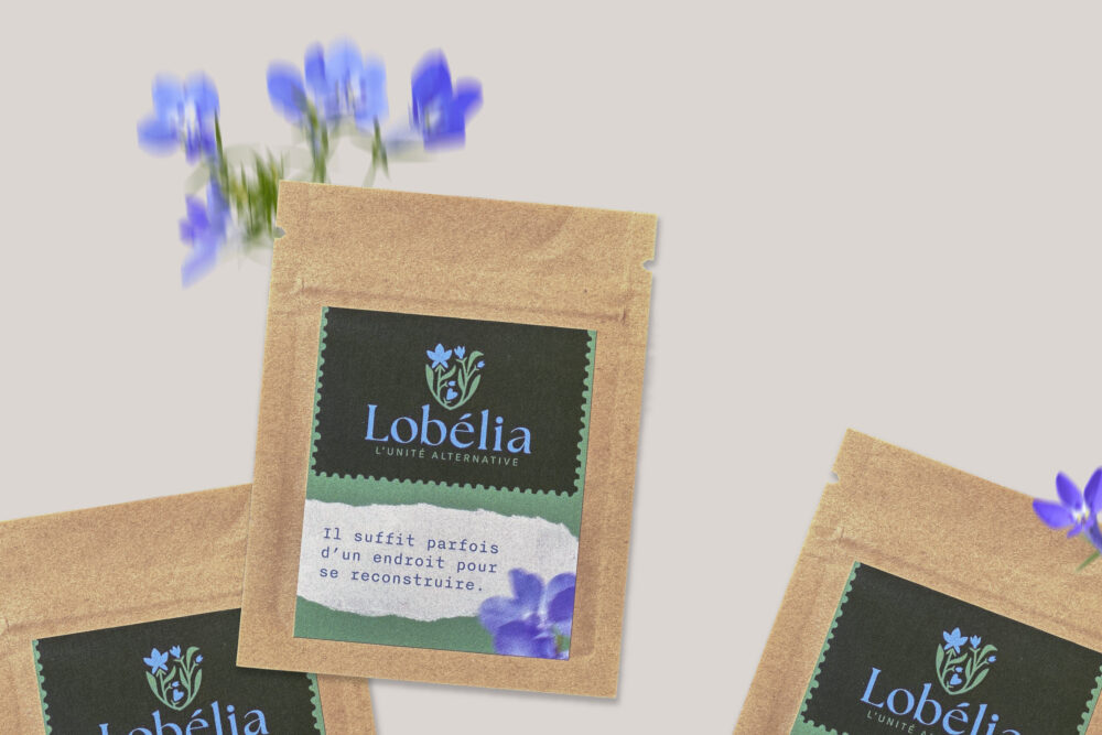 Sachet de graines Lobélia